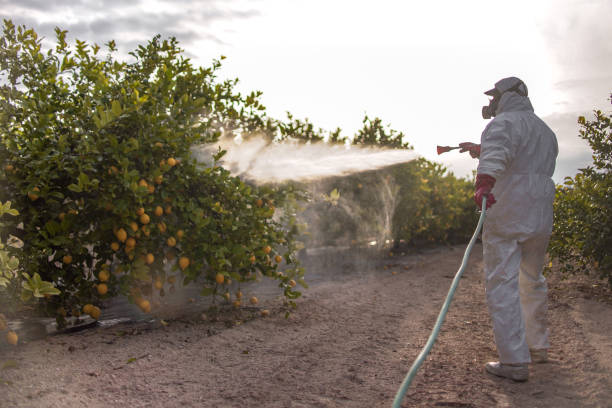 Best Local Pest Control Services  in Zolfo Springs, FL